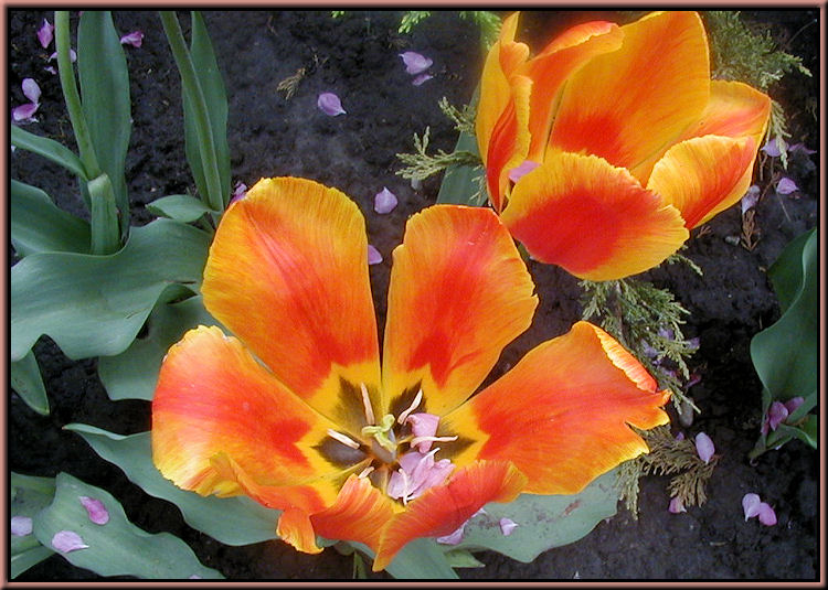 Osgoode Hall Tulips