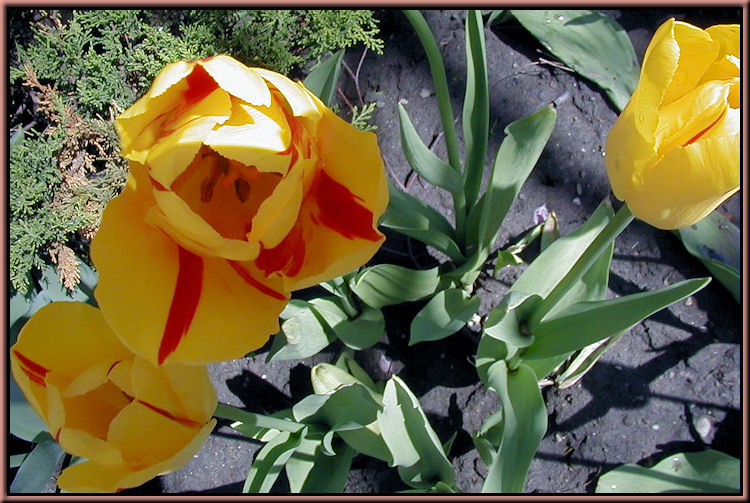 Osgoode Hall Tulips